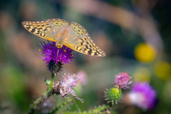 薄緑色の背景に紫色のアザミの花の上に立つ濃い緑色のフリル蝶 — ストック写真