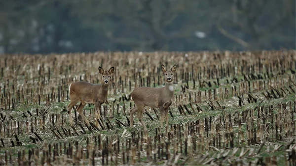 Eine Selektive Fokusaufnahme Des Rehs Einem Feld Bei Tag — Stockfoto