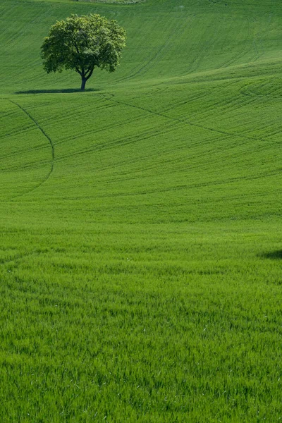 Yeşil Çimenli Bir Tarla Güneşli Bir Günde Yalnız Bir Ağaç — Stok fotoğraf