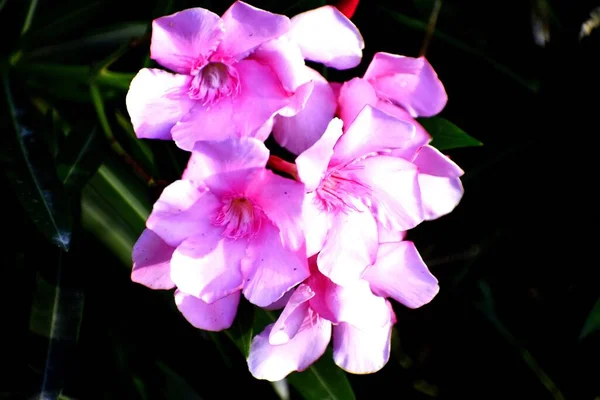 Eine Nahaufnahme Einer Schönen Oleanderblume Garten — Stockfoto