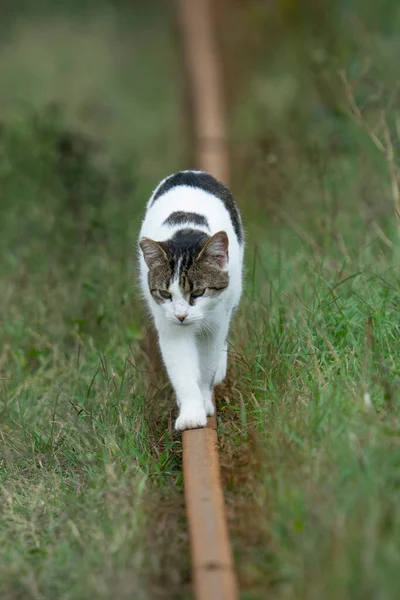 Tagsüber Eine Süße Katze Der Natur — Stockfoto