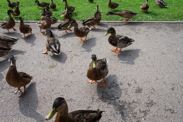 一群鸭子在公园的人行道上散步 — 图库照片