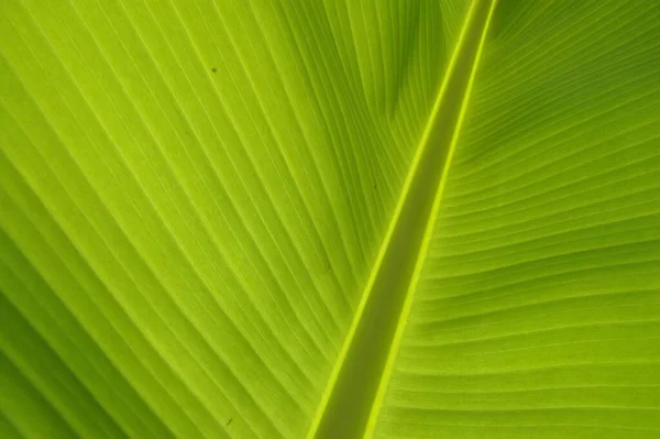 Makró Felvétel Egy Világos Zöld Levélről Mintával Dekorációval — Stock Fotó