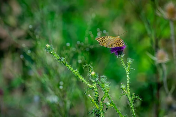 Een Selectieve Focus Shot Van Een Donkergroene Fritillary Een Distel — Stockfoto