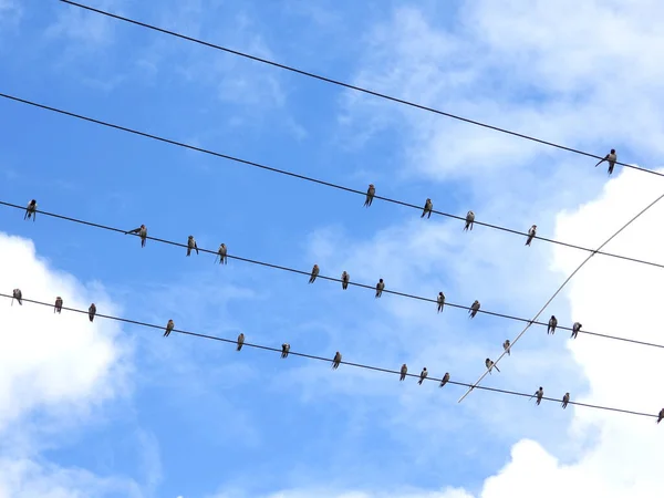 Algunas Pequeñas Aves Sentadas Cables Fondo Del Cielo Nublado — Foto de Stock
