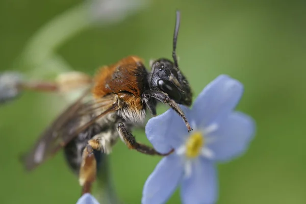 Macro Shot Uma Árvore Bumblebee Uma Flor Forget — Fotografia de Stock