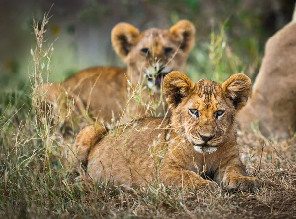 Eine Selektive Fokusaufnahme Von Ruhenden Löwenjungen Tansania — Stockfoto