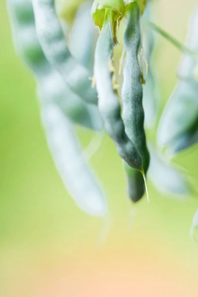 Ein Weicher Fokus Von Bohnenschoten Die Einem Weinstock Einem Garten — Stockfoto