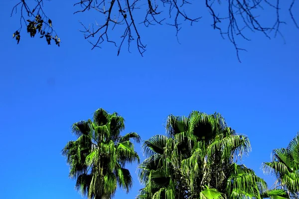 Colpo Basso Angolo Della Cima Delle Palme Con Cielo Blu — Foto Stock