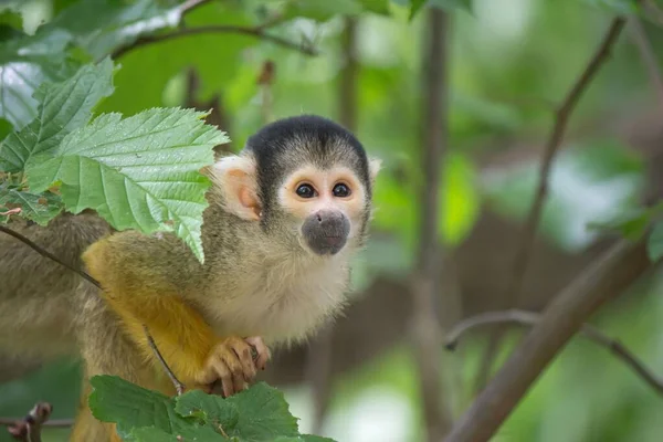 Closeup Little Squirrel Monkey Climbing Tree — Stock Photo, Image