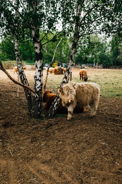 Disparo Vertical Bebé Toro Una Granja Aire Libre —  Fotos de Stock