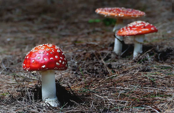Tiro Closeup Grandes Cogumelos Vermelhos Floresta Chão — Fotografia de Stock