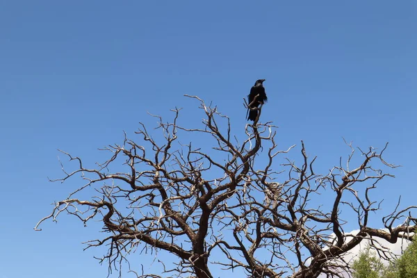 Снимок Ворона Низким Углом Сидящего Голом Дереве Фоне Голубого Неба — стоковое фото