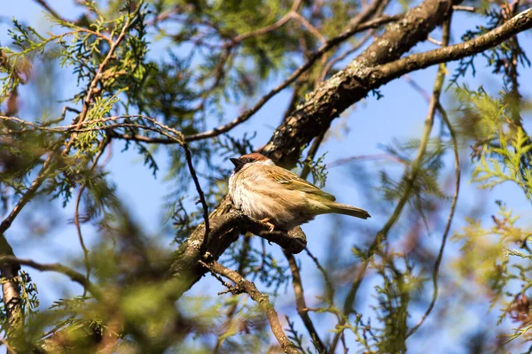 浅色的 浅色的早晨在蓝天的枝叶树上的一种房屋翅片鸟的低角浅色焦点 — 图库照片