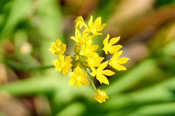 Tiro Foco Raso Flores Amarelas Lily Leek Flores Com Jardim — Fotografia de Stock