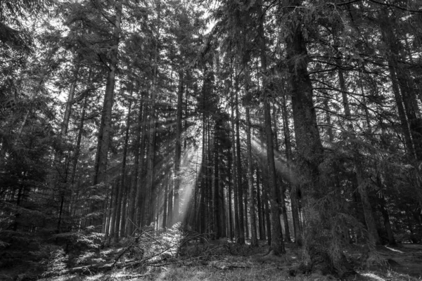 一张美丽森林的灰度照片 背景上有许多树和阳光 — 图库照片