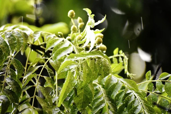 Detailní Záběr Kapek Deště Listí Rostliny Parku — Stock fotografie