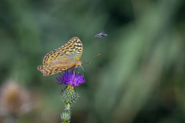 紫色の花に羽を開いたカラフルな蝶の浅い焦点 — ストック写真