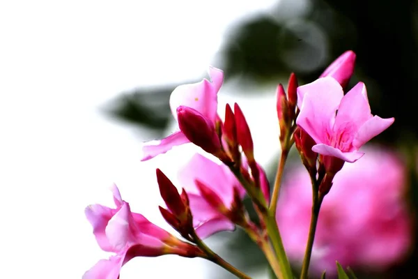 Primer Plano Hermosas Flores Rosadas Sobre Fondo Borroso —  Fotos de Stock