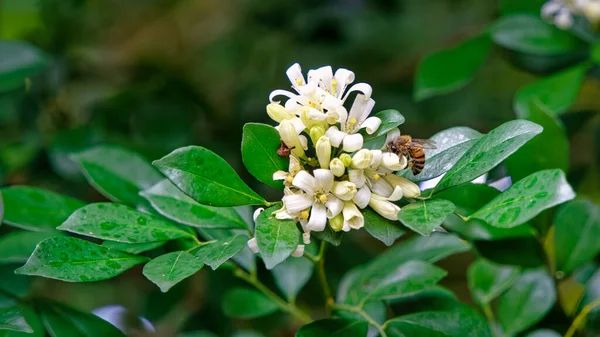 Včela Sbírající Pyl Kvetoucího Oranžového Jasmínu — Stock fotografie