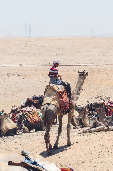 カイロ エジプトで伝統的な本物のラクダに乗って男の垂直ショット — ストック写真