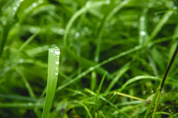 清澈的绿草和水滴的特写 — 图库照片