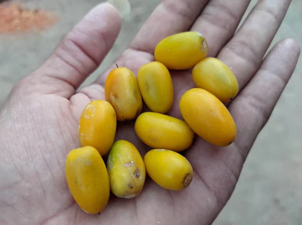 Ein Blick Auf Manilkara Hexandra Gelbe Früchte Der Handfläche Von — Stockfoto