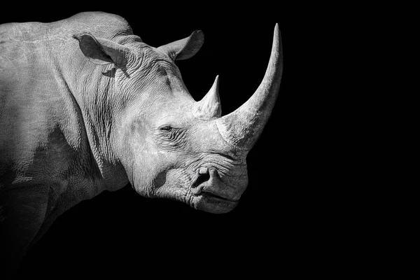 Портрет Носорога Оттенках Серого Черном Фоне — стоковое фото
