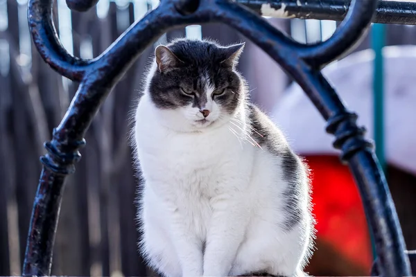 Närbild Grunt Fokus Söt Vit Svart Katt Från Metall Staket — Stockfoto