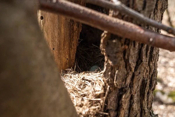 Primo Piano Del Nido Uccelli All Interno Del Tronco Dell — Foto Stock