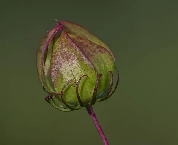 Primo Piano Pulsante Fiore Chiuso — Foto Stock