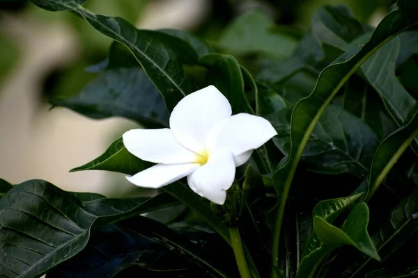 Primer Plano Una Plumeria Pudica Creciendo Campo Bajo Luz Del —  Fotos de Stock