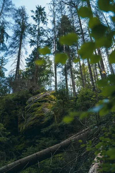 Plan Vertical Une Belle Forêt Verte — Photo