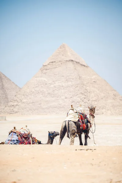 埃及开罗的大金字塔和狮身人面像 骑着骆驼 — 图库照片