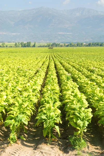 Tiro Vertical Las Plantaciones Tabaco Extremadura España —  Fotos de Stock