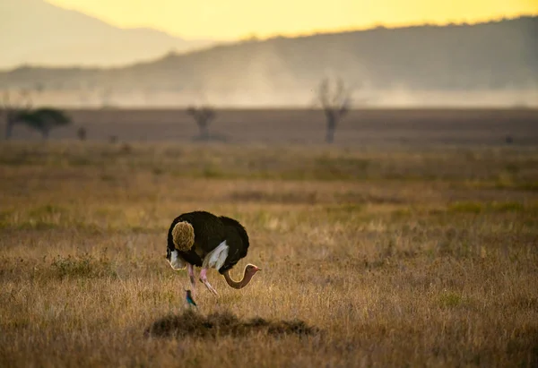 Avestruz Masai Macho Posição Defesa Deitado Baixo Pressionando Seu Pescoço — Fotografia de Stock