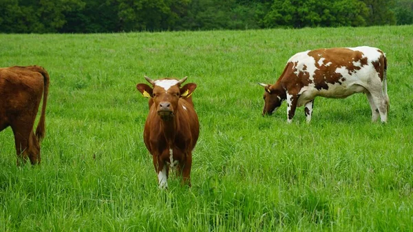 Αγελάδες Βόσκουν Στο Χωράφι — Φωτογραφία Αρχείου