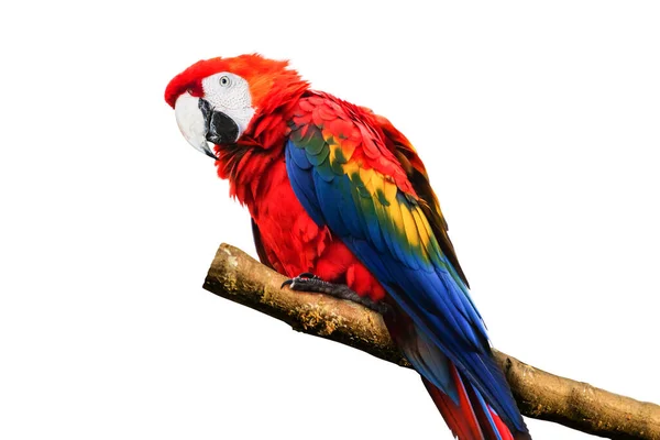 Close Macaw Brilhante Isolado Fundo Branco — Fotografia de Stock