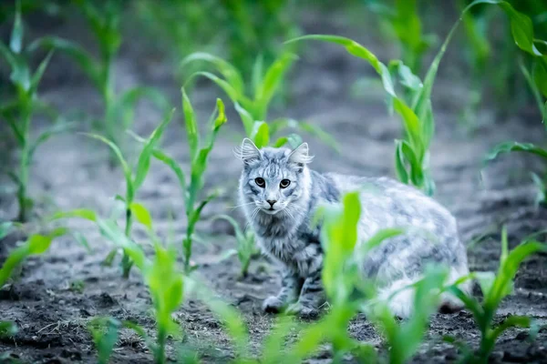 一只漂亮的灰色猫坐在田野里的特写镜头 — 图库照片