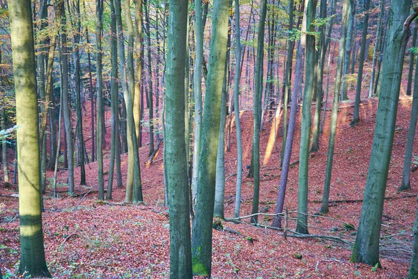 Ein Schuss Bunter Wald Mit Blauen Bäumen — Stockfoto