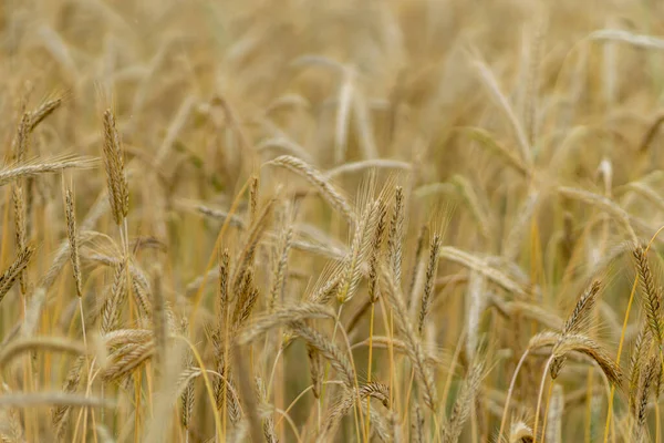 黄金の小麦畑のクローズアップ — ストック写真
