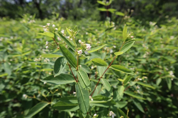 Enfoque Selectivo Propagación Planta Dogbane Día Soleado — Foto de Stock