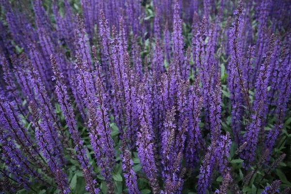 Поле Вудланд Мудрый Подробно Великолепные Фиолетовые Цветы — стоковое фото