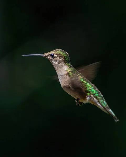 Närbild Söt Liten Ros Grön Kolibri Svävar Luften Med Rasande — Stockfoto