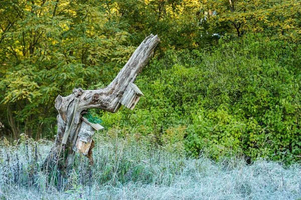 Domek Dla Ptaków Przymocowany Starym Zniszczonym Pniu Drzewa Wiosną Lesie — Zdjęcie stockowe