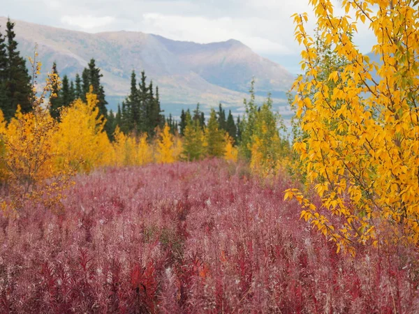 カナダのユーコン州を背景に山のあるカラフルな木々や植物の美しい景色 — ストック写真