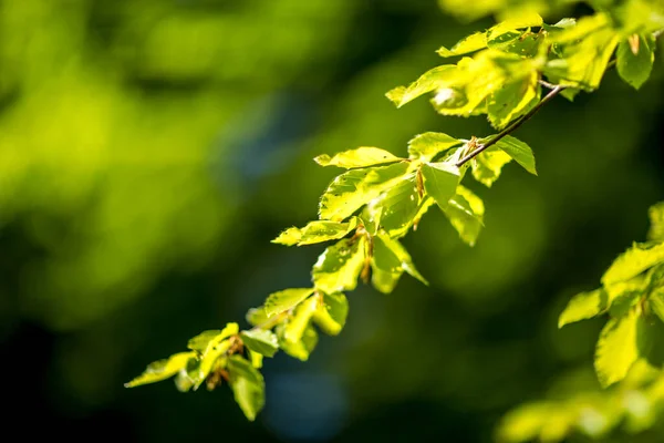 Güneşli Bir Günde Arka Planı Bulanık Olan Bir Ağaç Dalının — Stok fotoğraf