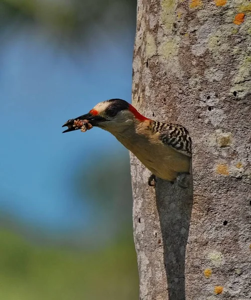 Shallow Focus Woodpecker Eating Insect Standing Hole Tree Blue Sky — Stock Photo, Image