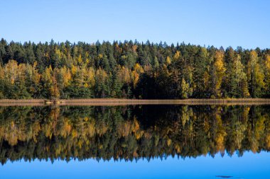 Sonbaharda göle yansıyan bir ormanın manzarası.
