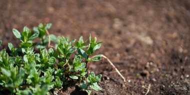 Toprakta yetişen yeşil bitkilerin yakın çekimi